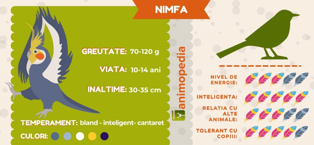 Infografic cu caracteristici generale ale Papagalului Nimfa.