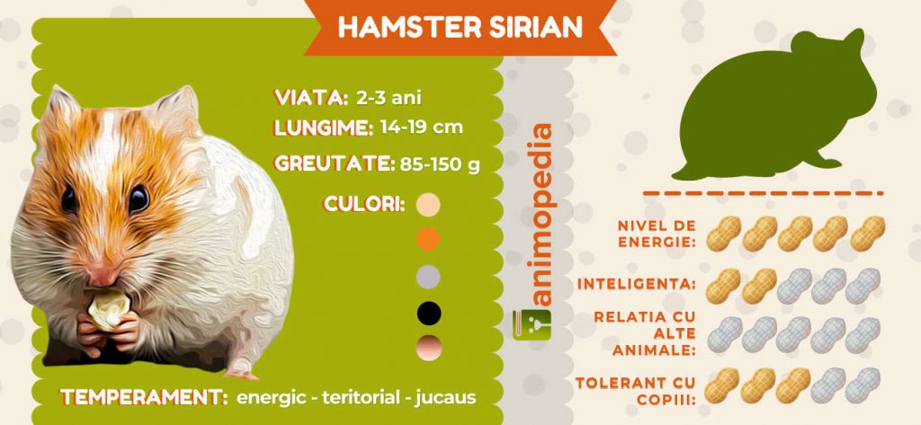 Infografic Hamster Sirian