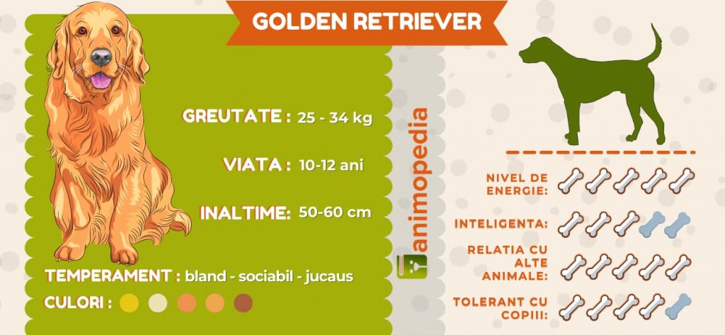 Infografic golden retriever