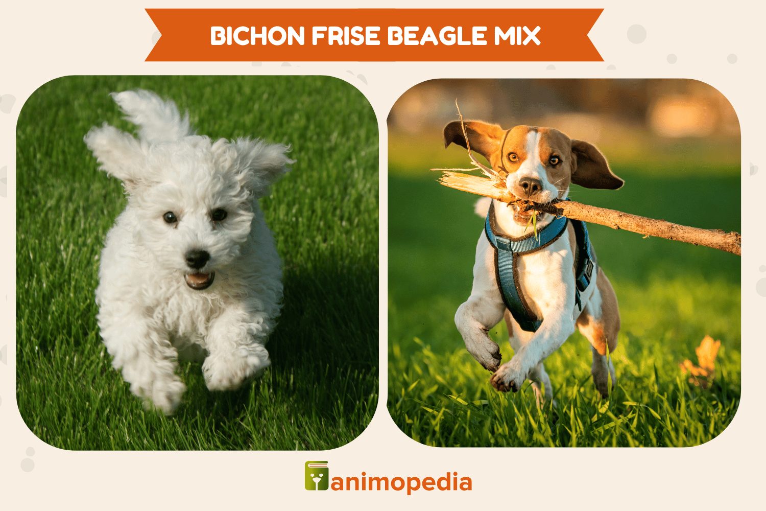 bichon frise beagle mix