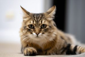 pisica siberiana